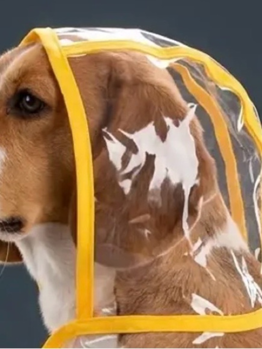 Clear Dog Pet Raincoat with Yellow Trim Size M